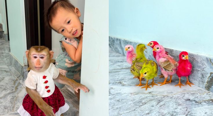 Monkey Kaka and Diem discover a flock of colorful chickens