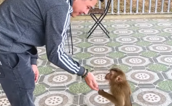 The Hidden Truth About Monkey Kaka’s Release