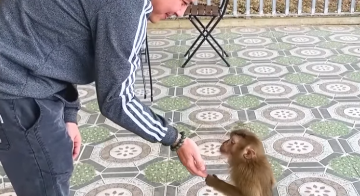 The Hidden Truth About Monkey Kaka’s Release