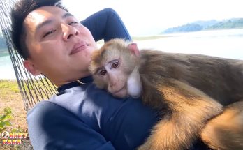 So Touching! Warm and happy moments of Monkey Kaka and her dad So Touching! Warm and happy moments of Monkey Kaka and her dad