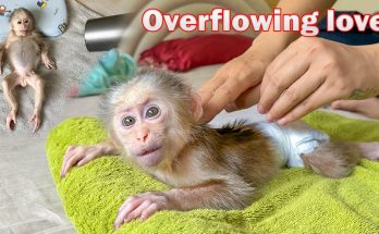Lala gets special care and massage by Thuy!