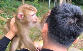 The Challenges of Reuniting Monkey Kaka with Her Family