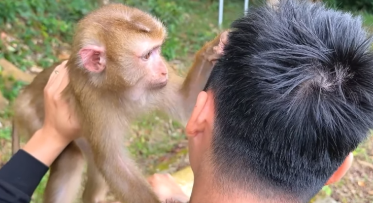 The Challenges of Reuniting Monkey Kaka with Her Family