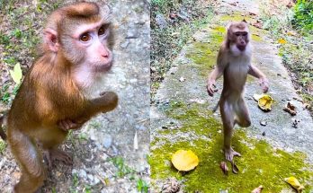 What’s Next for Monkey Kaka’s Future: Lucky Hope