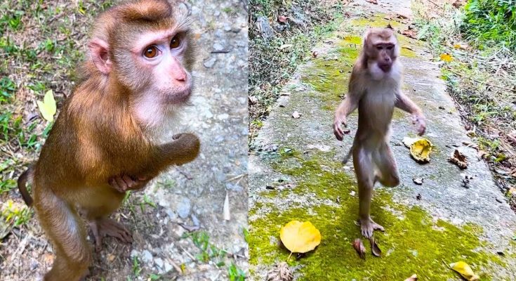 What’s Next for Monkey Kaka’s Future: Lucky Hope