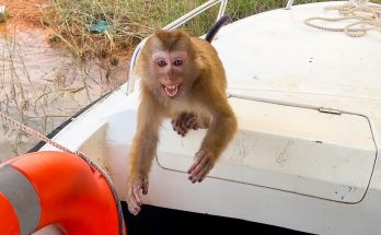 How difficult will Monkey Kaka’s life be when is away from family?