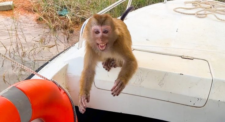 How difficult will Monkey Kaka’s life be when is away from family?