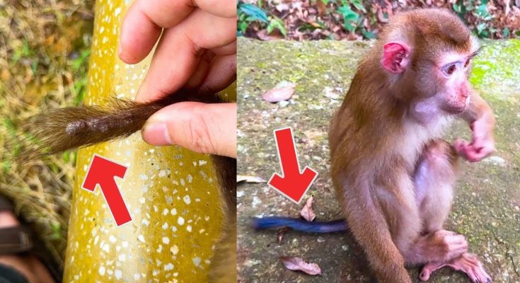 What will happen to Monkey Kaka’s health if illness gets worse?