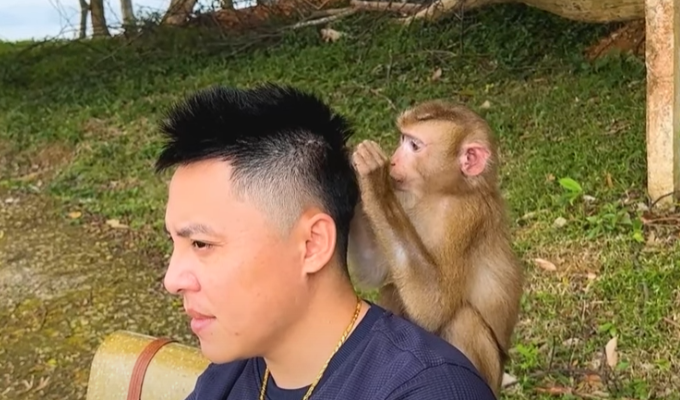 Will Monkey Kaka still have a chance to return to mother and Diem?
