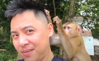 heartbroken by the injustices Monkey Kaka has received