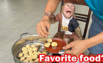 Bibi harvests eggplants and asks Uncle Phong to make his favorite dish!