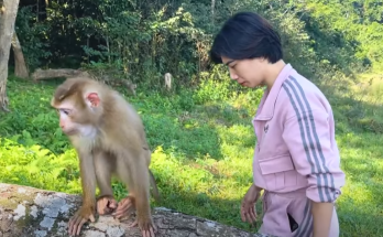 Monkey Kaka is very thin and weak when her can’t find food
