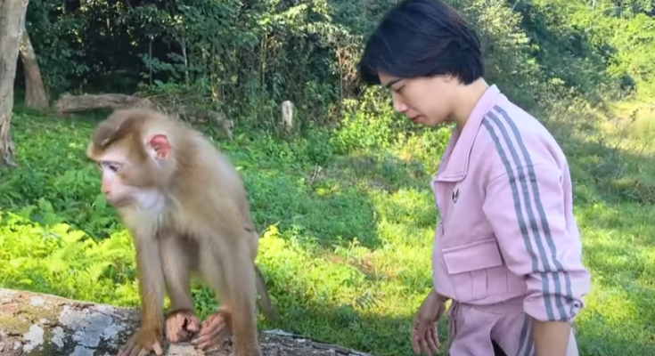 Monkey Kaka is very thin and weak when her can’t find food