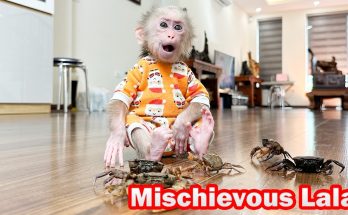 Lala was curious and panicked when she first saw the crab!