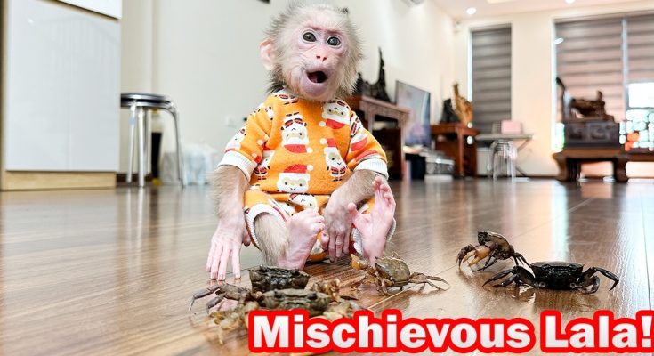 Lala was curious and panicked when she first saw the crab!