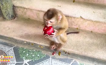 You Won’t Believe What Monkey Kaka Eats! (Her Favorite Treats)