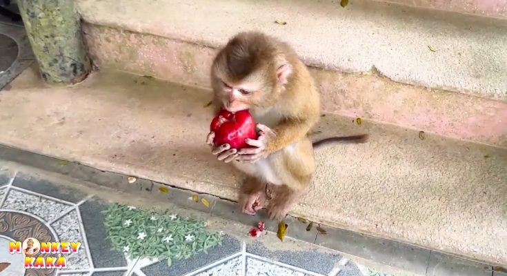 You Won’t Believe What Monkey Kaka Eats! (Her Favorite Treats)