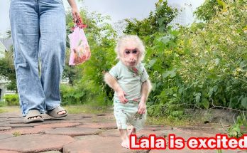 Lala goes to the park to relax and enjoy snacks with Thuy!
