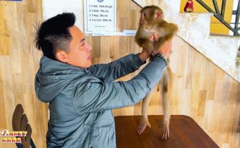 The Heartbreaking Story of Monkey Kaka’s Family Separation