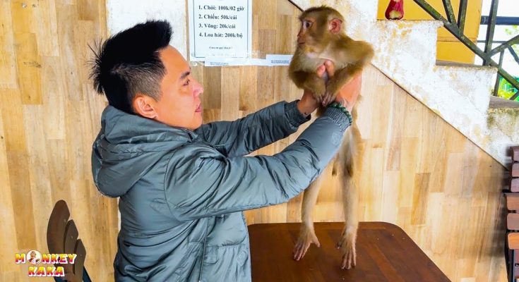 The Heartbreaking Story of Monkey Kaka’s Family Separation