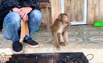 Monkey Kaka suffer the cold of winter when separated from family