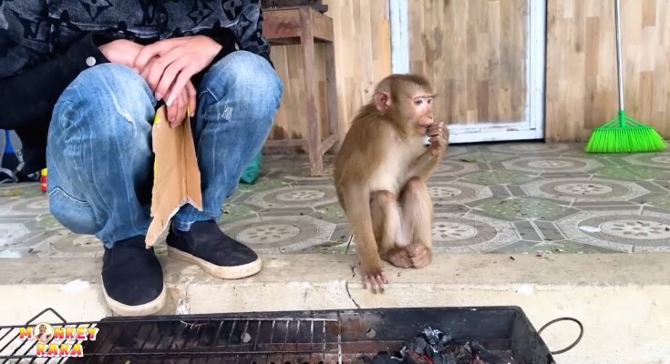 Monkey Kaka suffer the cold of winter when separated from family