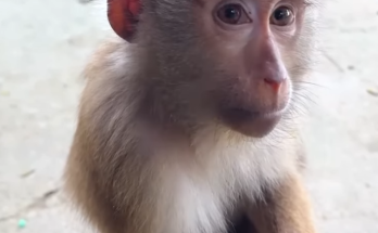 Monkey Kaka felt happier when her father visited him often