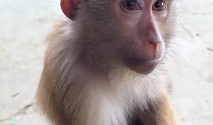 Monkey Kaka felt happier when her father visited him often