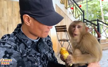 Monkey Kaka feels warm when her father feeds him grilled corn