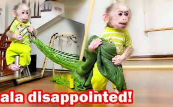 Lala helps Thuy install a hammock and gets into trouble!