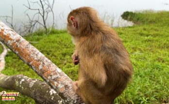 heartbroken by the injustices Monkey Kaka has received