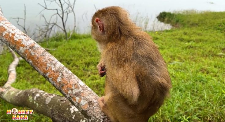 heartbroken by the injustices Monkey Kaka has received