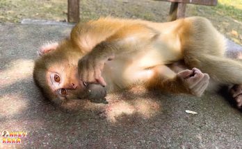 Will Monkey Kaka have a chance to return to her family? Will Monkey Kaka have a chance to return to her family?