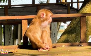 Breaking News: Why Is Monkey Kaka So Sad? The Truth Revealed