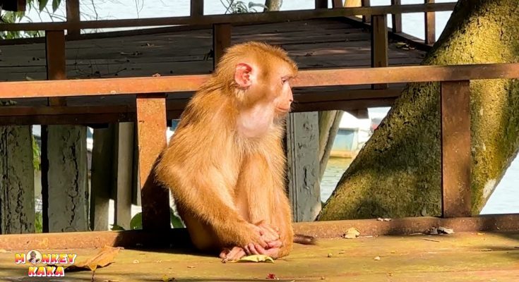 Breaking News: Why Is Monkey Kaka So Sad? The Truth Revealed