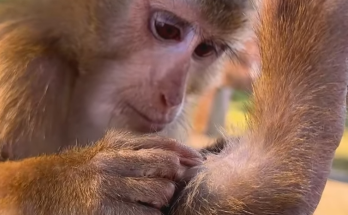 The SHOCKING Truth: What REALLY Happened to Monkey Kaka