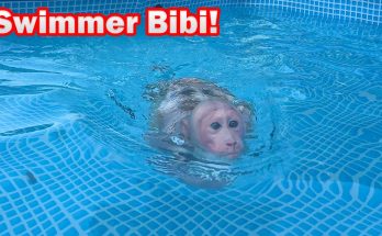 Bibi is happy to experience swimming after many days!