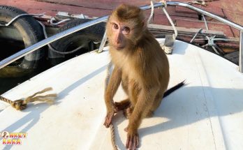 Monkey Kaka’s Uncertain Future: What’s Next for Her?