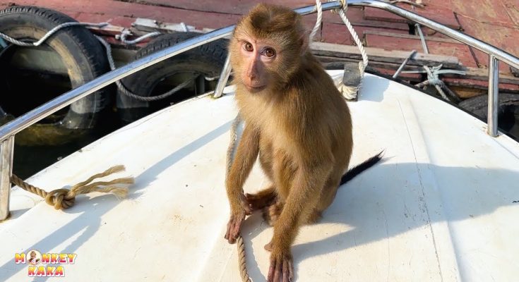 Monkey Kaka’s Uncertain Future: What’s Next for Her?