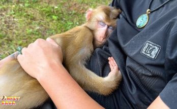 It’s been a long time since Monkey Kaka slept in dad’s arms