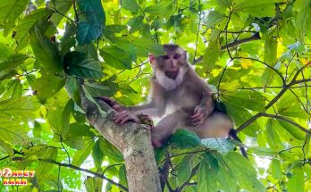Hope for Monkey Kaka: Will She Be Reunited with Diem?