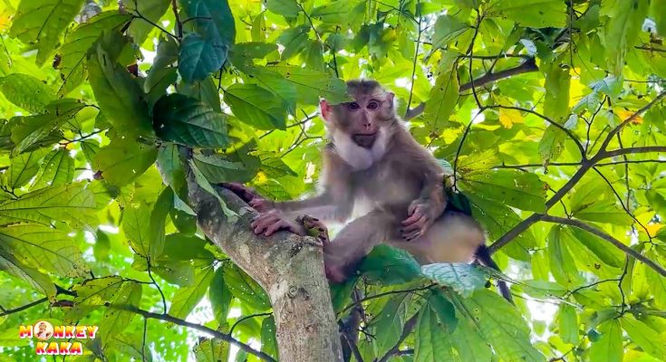 Hope for Monkey Kaka: Will She Be Reunited with Diem?