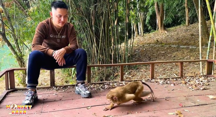 Monkey Kaka’s New Life: Will She Ever See Her Family Again?