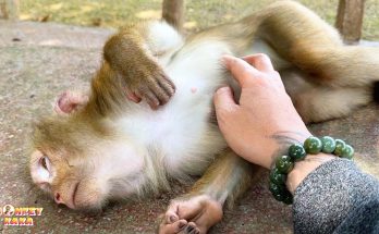 Monkey Kaka’s Journey: Will She Ever Go Home?