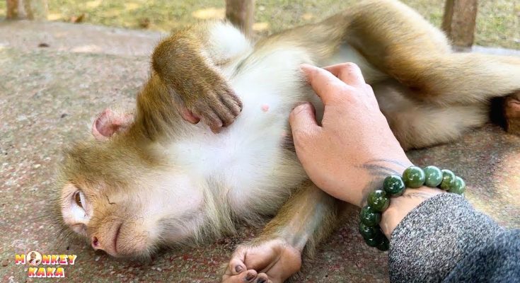 Monkey Kaka’s Journey: Will She Ever Go Home?