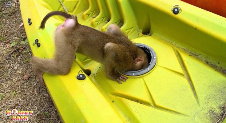 The Future of Monkey Kaka and Other Rescued Animals