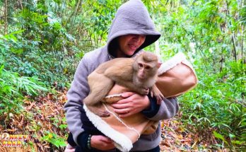 What Monkey Kaka wants most when her meets Diem again What Monkey Kaka wants most when her meets Diem again