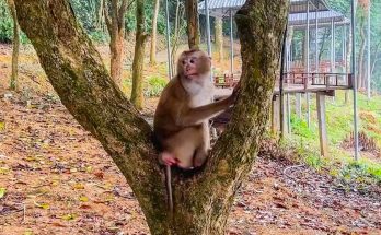 Will Monkey Kaka Ever Be Reunited With Her Family?