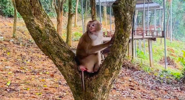 Will Monkey Kaka Ever Be Reunited With Her Family?