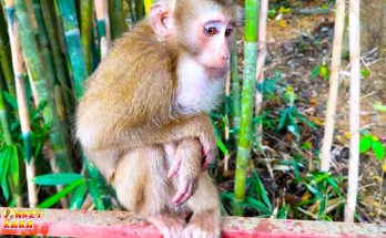 Monkey Kaka’s Playful Moments with Diem: A Day of Laughter and Love